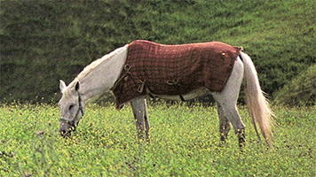 Cheval dans un pré